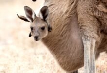 kangaroo pouch