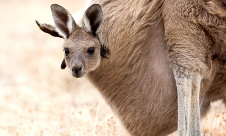 kangaroo pouch